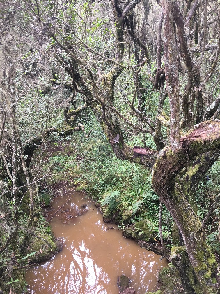 rainforest
